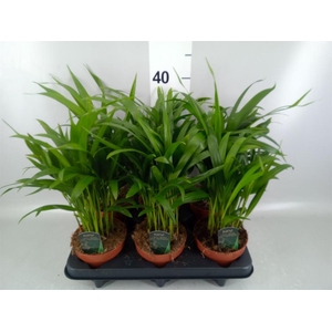 Dypsis lutescens ...Chrysalidoca