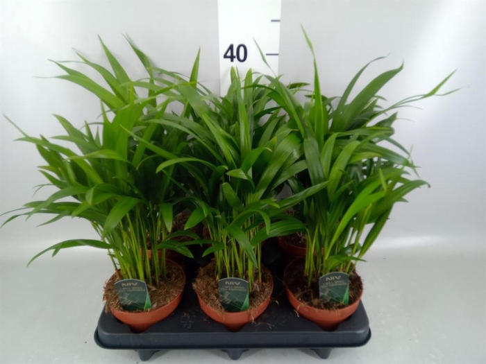 <h4>Dypsis lutescens ...Chrysalidoca</h4>