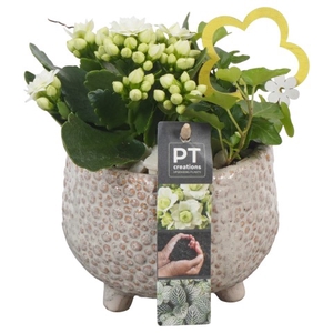 PTIB6419 Arrangement Indoor in keramiek pot