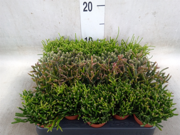 <h4>Rhipsalis   ...mix</h4>