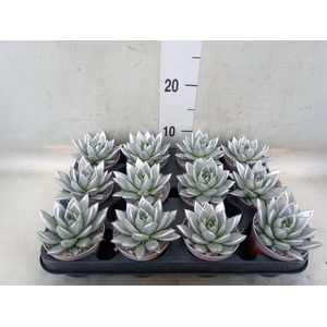 Echeveria  'Miranda'