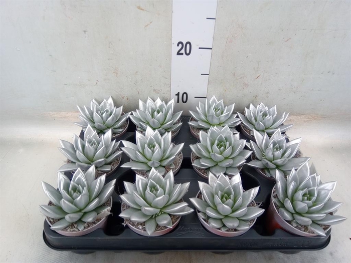 <h4>Echeveria  'Miranda'</h4>