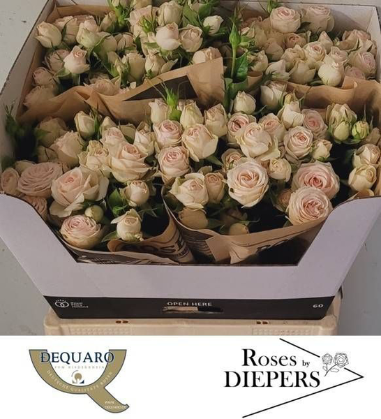 <h4>R Tr Pinky Promise Diepers</h4>