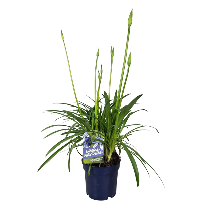 <h4>Agapanthus Fabulous Blue, 5+ tak</h4>