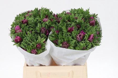 <h4>Anem Co Orchid</h4>