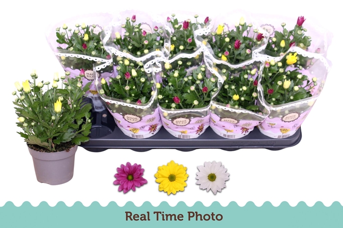 <h4>CHRYS GEM IN POT</h4>