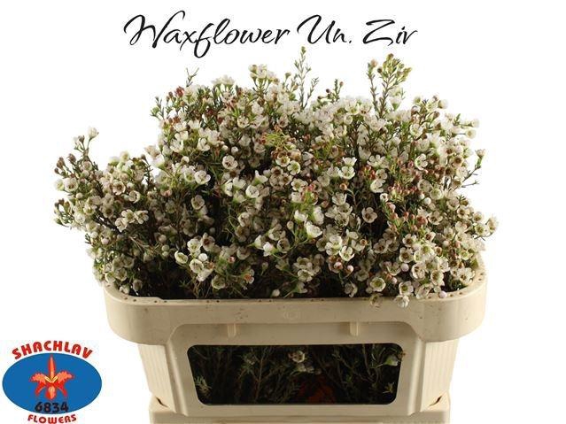 <h4>CHAME UNCINATUM ZIV</h4>