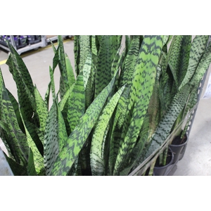 ESPADA SAO JORGE P24