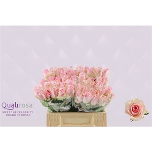 R Gr Sorbet Avalanche