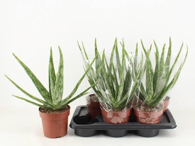 <h4>ALOE VERA</h4>