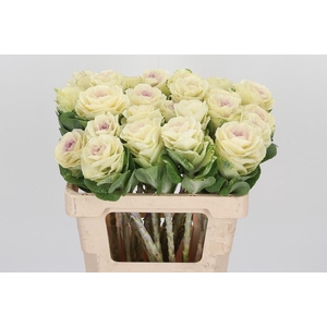 Brassica White Crane