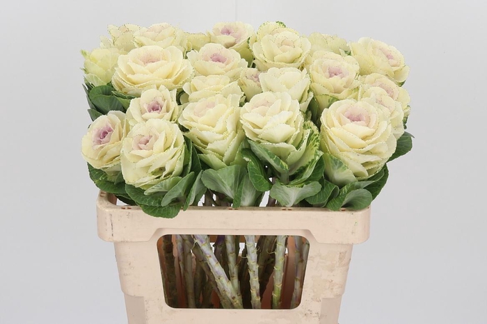 <h4>Brassica White Crane</h4>