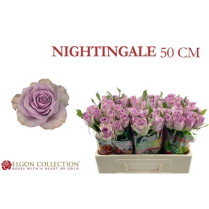 R GR NIGHTINGALE!
