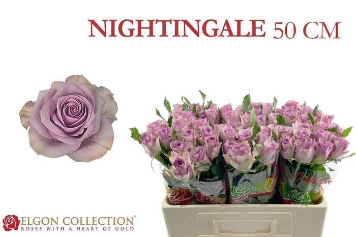 <h4>R GR NIGHTINGALE!</h4>