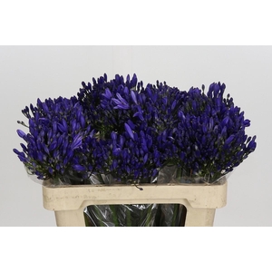Agapanthus EYFORI Blue