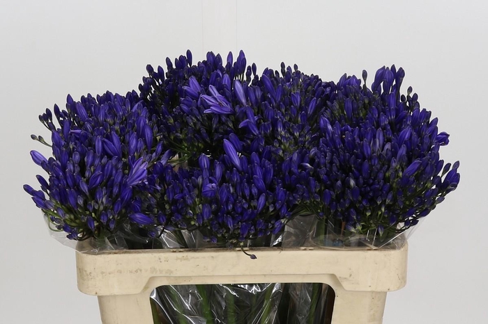 <h4>Agapanthus EYFORI Blue</h4>