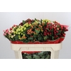 Hypericum Rainbow Romance Spray