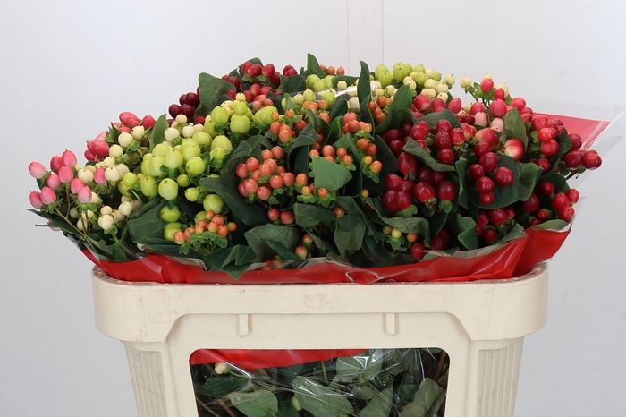 Hypericum Rainbow Romance Spray