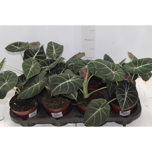 ALOCASIA BLACK P12