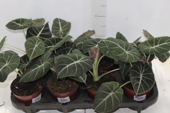 ALOCASIA BLACK P12