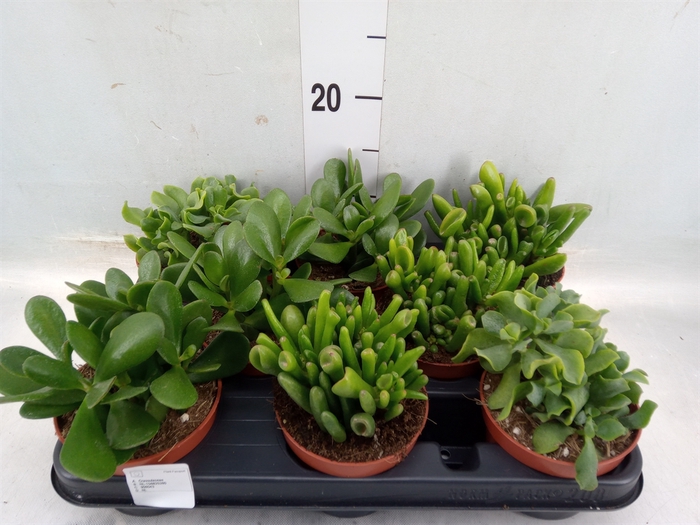 <h4>Crassula   ...mix</h4>