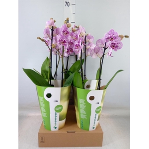 Phalaenopsis   ...rose