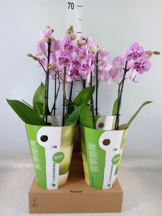 <h4>Phalaenopsis   ...rose</h4>