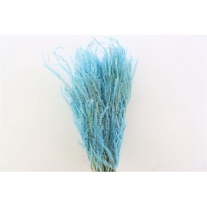 Pres Helecho Blue Bunch