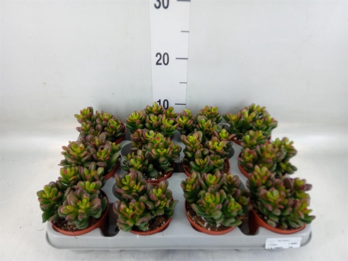 <h4>Crassula ovata 'Gandalf'</h4>