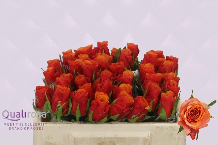 <h4>R Gr Espana</h4>