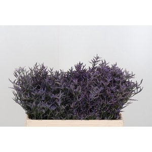 Lim Safora Dark Blue