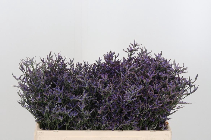 <h4>Lim Safora Dark Blue</h4>