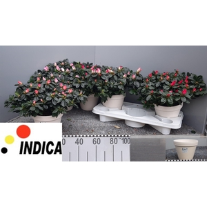 RHODO SI V GEM 5 SRT