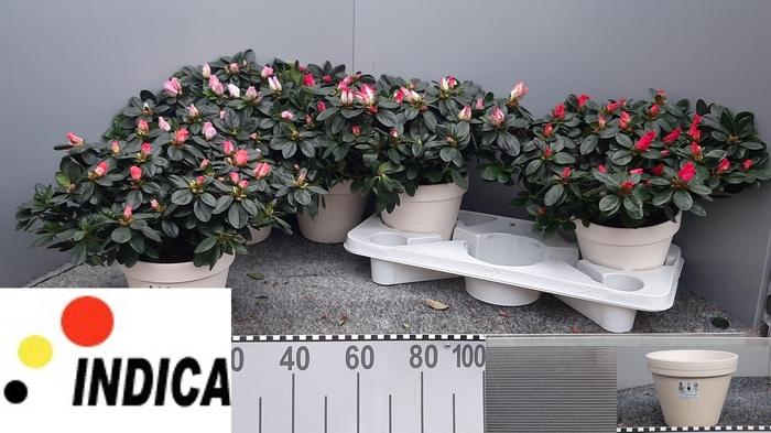 <h4>RHODO SI V GEM 5 SRT</h4>