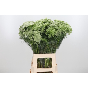 Ammi Majus Visnaga