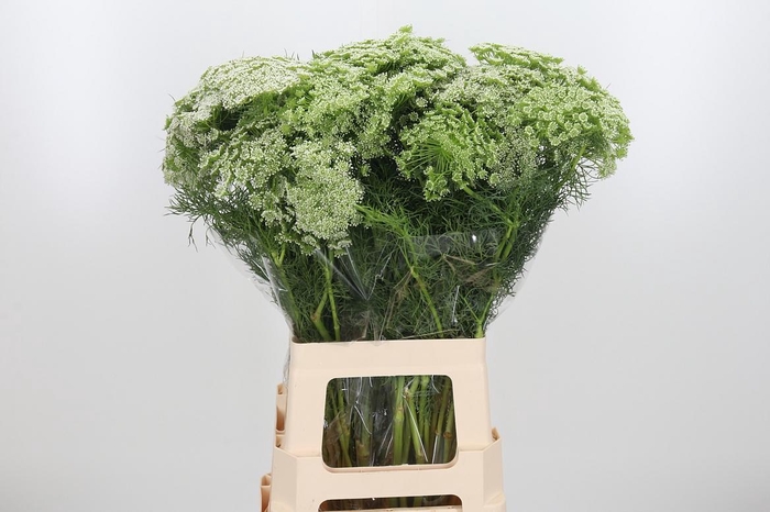 <h4>Ammi Majus Visnaga</h4>