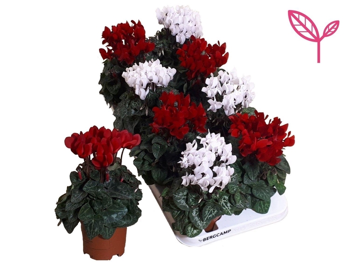 <h4>Cyclamen-KERST ROOD-WIT</h4>
