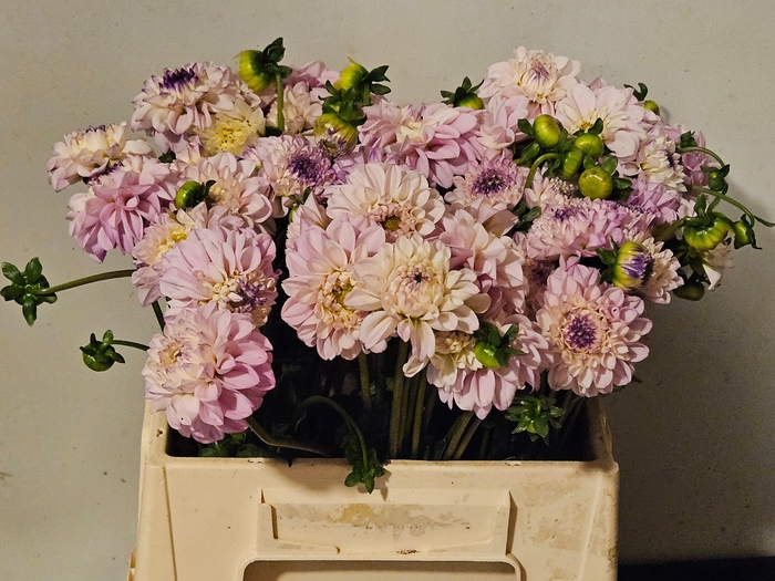 <h4>DAHL BALL GENOVA</h4>