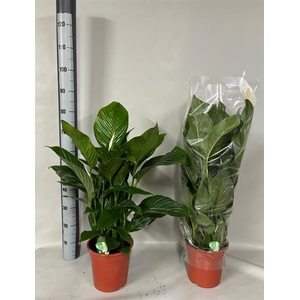 Spathiphyllum Sweet Lauretta 21Ø 100cm 5fl