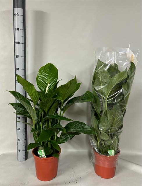 Spathiphyllum Sweet Lauretta 21Ø 100cm 5fl