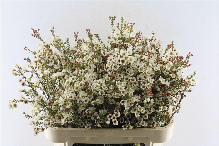 <h4>Chamelaucium Tal</h4>