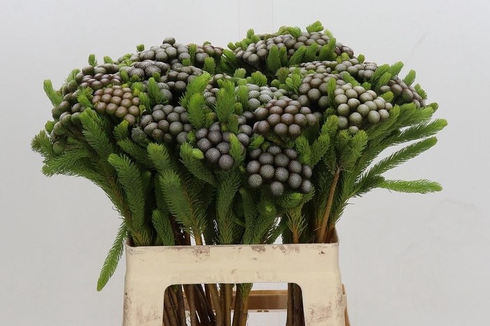 <h4>BRUN ALBIFLORA</h4>