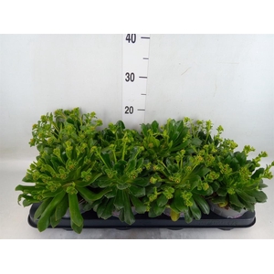 Lewisia cot. 'Rocky Colors'   ..mix