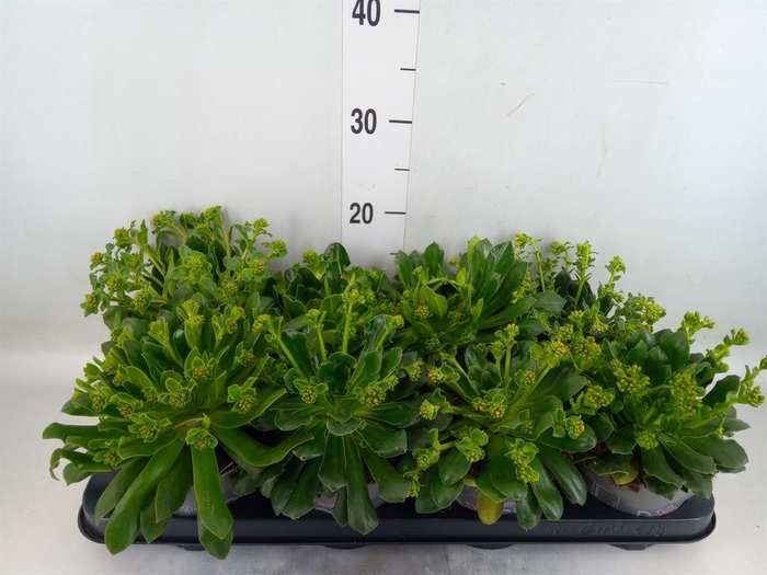 <h4>Lewisia cot. 'Rocky Colors' ..mix</h4>