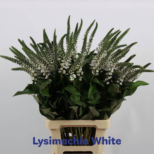 <h4>Lysim Elisabeth</h4>