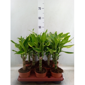 Dracaena frag. 'Golden Coast'