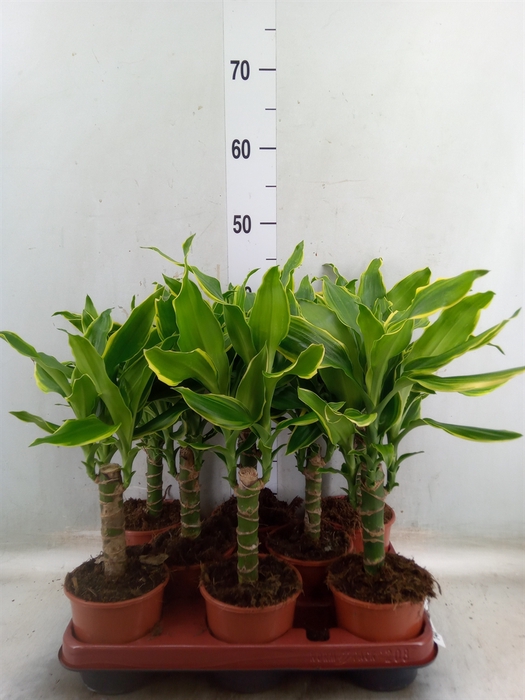 <h4>Dracaena frag. 'Golden Coast'</h4>
