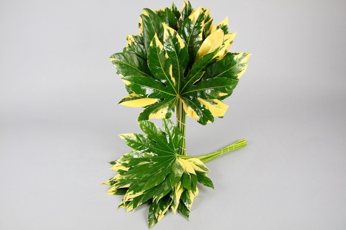 <h4>Aralia Variegated</h4>