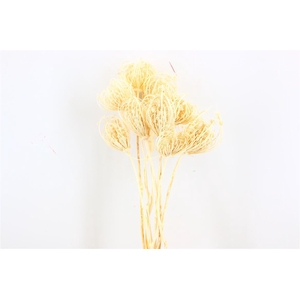 Dried Ammi Majus Bleached Small P Stem