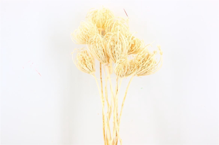 <h4>Dried Ammi Majus Bleached Small P Stem</h4>